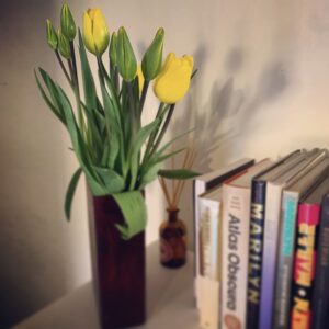 Yellow tulips 💛